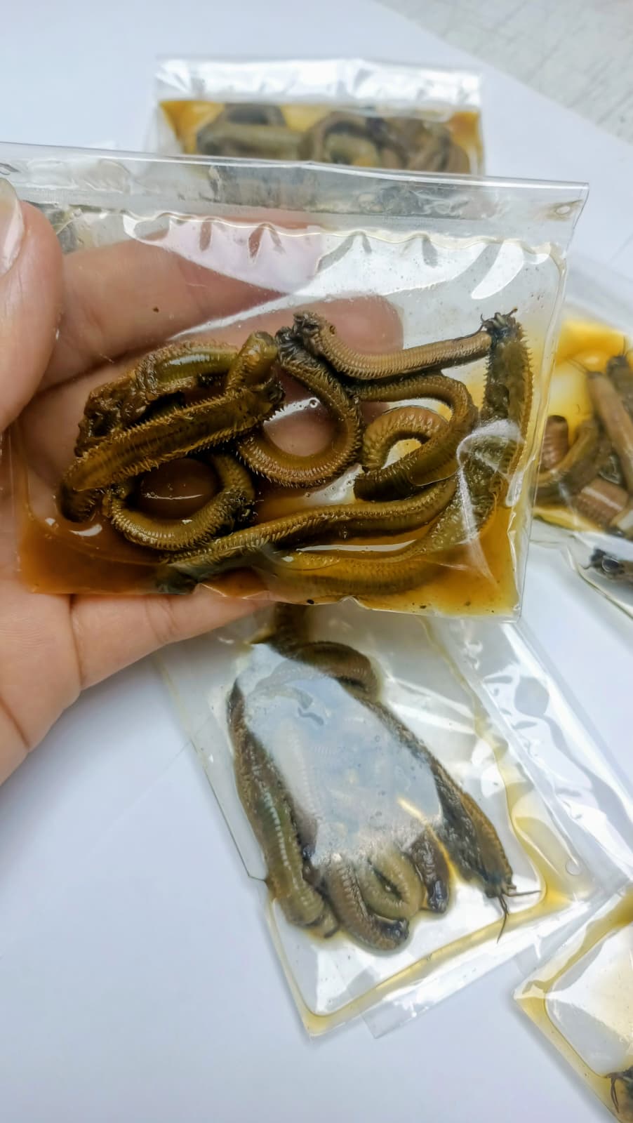 Salamura Boru Kurdu