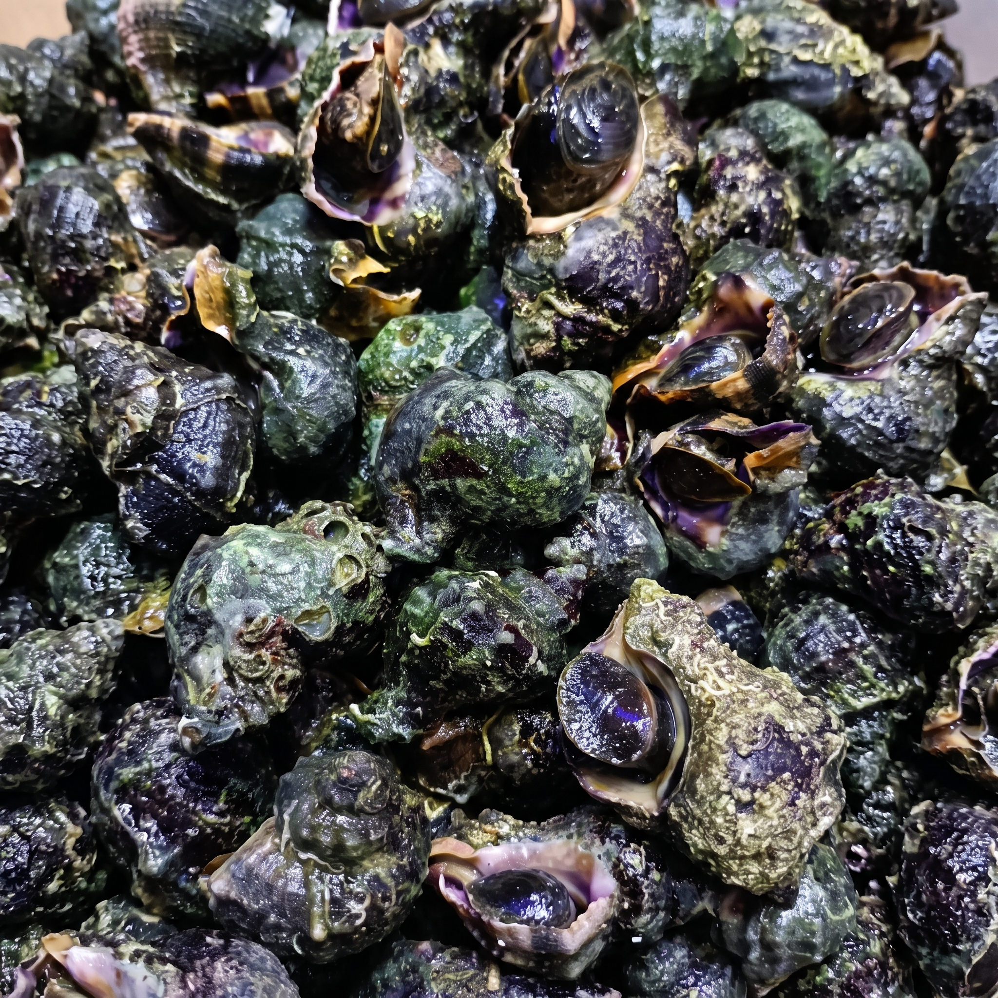 Canlı Madya (20 Adet)